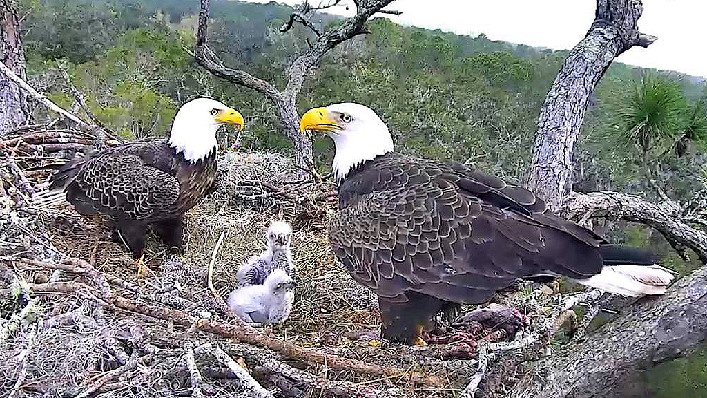 Northeast Florida Eagles Nest screenshot 11/20/21 Image credit, AEF.