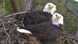north east florida streaming eagles live cam