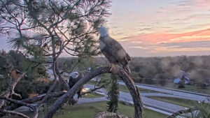 southwest florida eagles live stream video