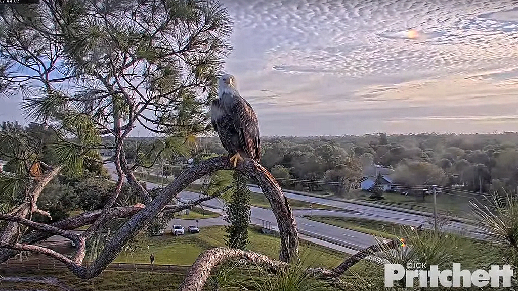 Southwest Florida Eagle Cam screenshot from cam-1 11/20/21
